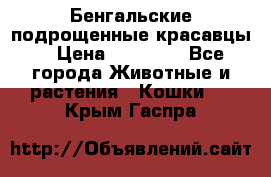 Бенгальские подрощенные красавцы. › Цена ­ 20 000 - Все города Животные и растения » Кошки   . Крым,Гаспра